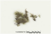 藏品(中南樹灰苔)的圖片